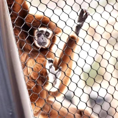 不銹鋼繩網(wǎng)防護網(wǎng)